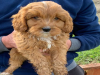 Photo №2 to announcement № 56463 for the sale of american cocker spaniel - buy in Finland private announcement