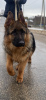 Photo №2 to announcement № 89547 for the sale of german shepherd - buy in Belarus private announcement