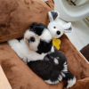 Photo №2 to announcement № 42912 for the sale of shih tzu - buy in United States breeder