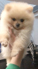 Photo №4. I will sell  in the city of Sumy. breeder - price - 884$