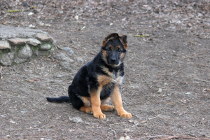 Additional photos: High Breed German Shepherd Puppies
