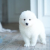 Photo №1. samoyed dog - for sale in the city of St. Petersburg | 651$ | Announcement № 105859