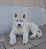 Additional photos: siberian husky puppy for sale