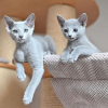 Photo №1. russian blue - for sale in the city of Berlin | negotiated | Announcement № 117751