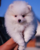 Photo №2 to announcement № 119500 for the sale of pomeranian - buy in Germany private announcement