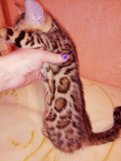 Photo №4. I will sell bengal cat in the city of Krivoy Rog. from nursery - price - 400$