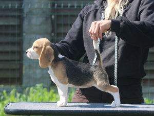 Photo №1. beagle - for sale in the city of Minsk | 599$ | Announcement № 2897