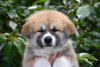 Photo №2 to announcement № 50488 for the sale of akita - buy in Ukraine breeder