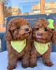 Photo №1. poodle (toy) - for sale in the city of Helsinki | Is free | Announcement № 83470