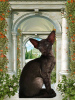 Photo №1. oriental shorthair - for sale in the city of Москва | 455$ | Announcement № 33130