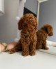 Additional photos: Dark red poodle with FCI pedigree