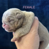 Photo №4. I will sell english bulldog in the city of Bremen. private announcement, from nursery, from the shelter - price - 423$