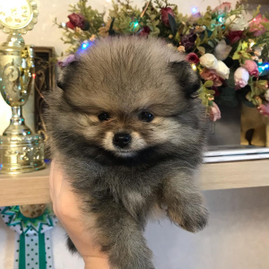 Additional photos: Pomeranian Spitz, girl