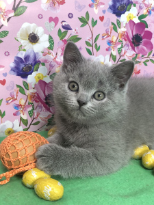 Additional photos: British kitty, name is Ursula classic blue color.