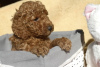 Photo №1. poodle (toy) - for sale in the city of Zrenjanin | negotiated | Announcement № 124059