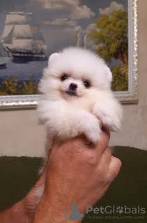 Photo №2 to announcement № 7265 for the sale of pomeranian - buy in Poland private announcement