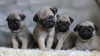 Photo №1. pug - for sale in the city of Aalter | 402$ | Announcement № 96200