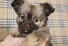 Photo №3. Mini chihuahua puppy for sale. Russian Federation