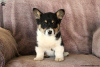 Photo №2 to announcement № 63546 for the sale of welsh corgi - buy in Greece 