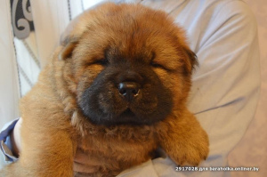 Photo №2 to announcement № 5041 for the sale of chow chow - buy in Belarus breeder