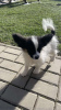 Photo №3. Papillons Puppies Ready. Sweden