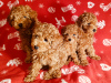 Additional photos: Mini Toy Poodle puppies for sale, Red-Brown, 4 boys