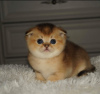 Photo №2 to announcement № 10809 for the sale of scottish fold - buy in Belarus private announcement
