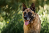 Photo №2 to announcement № 59710 for the sale of malinois - buy in Russian Federation private announcement