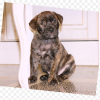 Additional photos: Puppies for sale Ca De Bou