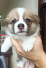 Photo №1. welsh corgi - for sale in the city of Валево | negotiated | Announcement № 113345