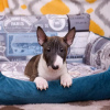 Photo №3. English Bull Terrier puppies. Germany