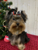Photo №2 to announcement № 8938 for the sale of yorkshire terrier - buy in Ukraine from nursery