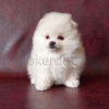 Photo №2 to announcement № 9319 for the sale of pomeranian - buy in Russian Federation breeder