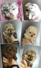 Photo №1. pomeranian - for sale in the city of Minsk | negotiated | Announcement № 100705