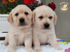 Additional photos: Labrador retriever puppies