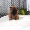 Photo №4. I will sell chow chow in the city of Jagodina.  - price - negotiated