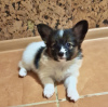 Photo №4. I will sell papillon dog in the city of Москва. private announcement, from nursery, breeder - price - 600$