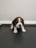 Photo №4. I will sell beagle in the city of Берлингероде.  - price - Is free