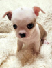 Photo №2 to announcement № 99364 for the sale of chihuahua - buy in Serbia 