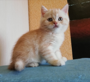 Additional photos: Scottish kittens with pedigrees and vaccinations