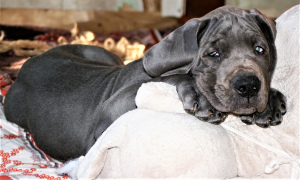 Photo №2 to announcement № 1605 for the sale of great dane - buy in Russian Federation private announcement, breeder