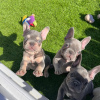 Photo №2 to announcement № 116197 for the sale of french bulldog - buy in Germany 