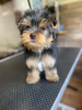 Photo №4. I will sell yorkshire terrier in the city of Bonn. private announcement - price - 280$