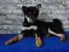 Photo №3. Shiba Inu (Shiba Inu) puppies. Ukraine