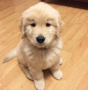 Photo №2 to announcement № 64751 for the sale of golden retriever - buy in Greece private announcement, breeder