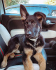 Photo №1. german shepherd - for sale in the city of Tallinn | 423$ | Announcement № 80549