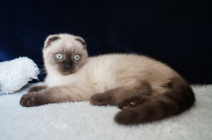 Photo №3. Charming fold kitten. Ukraine