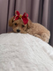 Additional photos: Terminovo girl Maltipoo f1 min, delivery, bargaining, maltipoo f1