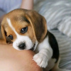 Photo №2 to announcement № 114209 for the sale of beagle - buy in Finland private announcement, breeder