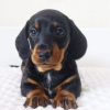 Photo №2 to announcement № 125865 for the sale of dachshund - buy in Italy private announcement